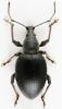 Otiorhynchus tenebricosus